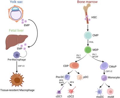 Macrophages and fibrosis: how resident and infiltrating mononuclear phagocytes account for organ injury, regeneration or atrophy